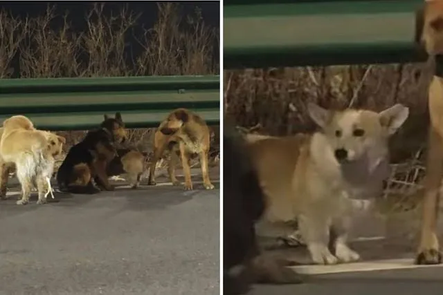 7 köpeğin kesimhaneden inanılmaz firarı: Askeri disiplinle 16 kilometre yürüdüler!"