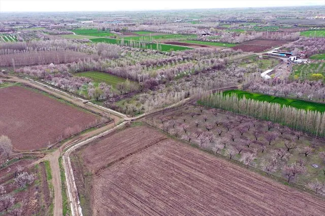 Doğu'nun Çukurovası'nda Bahar Esintisi: Iğdır Kayısı Bahçeleri Beyaza Büründü