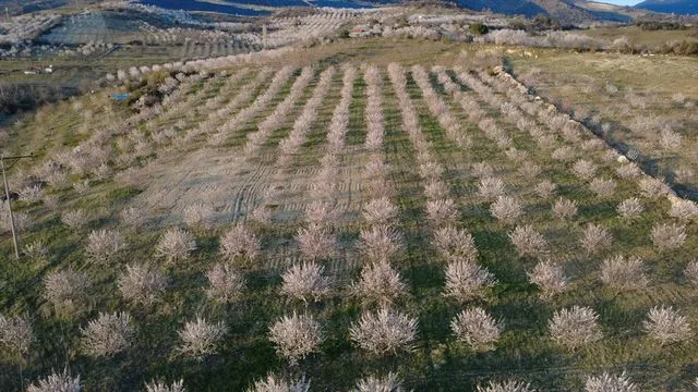 Manisa'nın Demirci İlçesinde Baharın Gelişi: Badem Ağaçları Çiçek Açtı