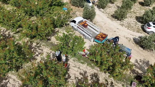 Mersin'in Tescilli Mut Kayısısı Hasadı Başladı