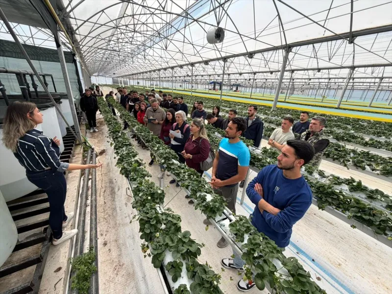Antalya'da Yeni Nesil Çilek Üretimi: Topraksız Tarım Devrimi