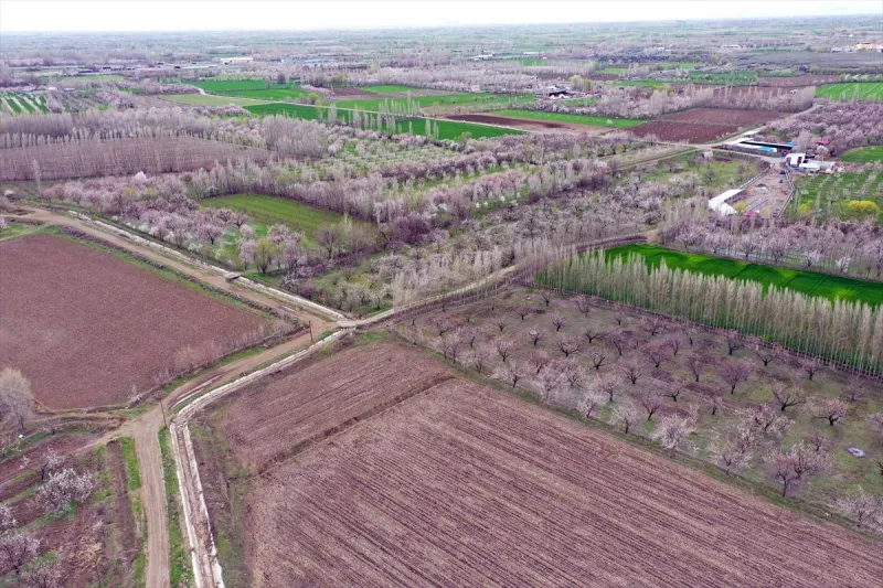 Doğu'nun Çukurovası'nda Bahar Esintisi: Iğdır Kayısı Bahçeleri Beyaza Büründü