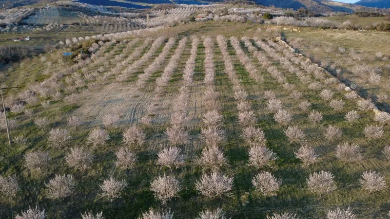 Manisa'nın Demirci İlçesinde Baharın Gelişi: Badem Ağaçları Çiçek Açtı