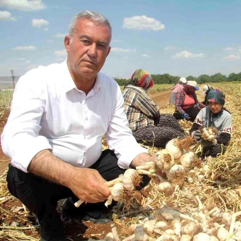 Sağlam ve Altun, Araban sarımsağının gelişimini inceledi
