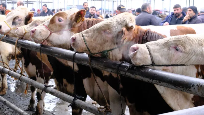 Türkiye'nin en büyük canlı hayvan pazarında yoğunluk