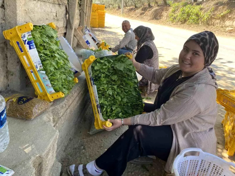 Üzümden önce yaprağı kazandırıyor