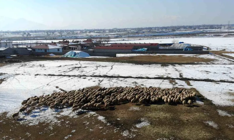 Yeni doğan kuzularla birlikte besicilerde tatlı telaş yaşanıyor