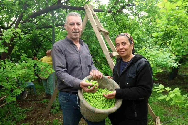 Turfanda can eriği Avrupa ülkelerine ihraç ediliyor