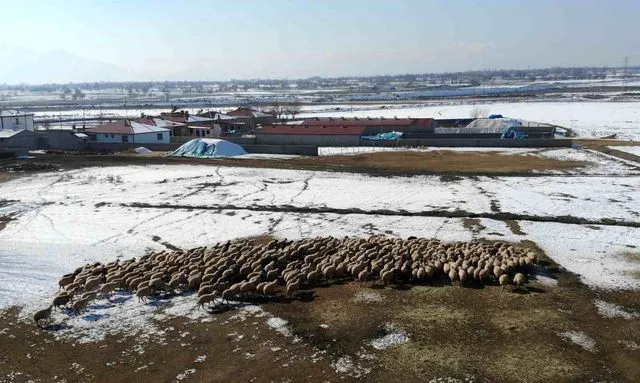 Yeni doğan kuzularla birlikte besicilerde tatlı telaş yaşanıyor