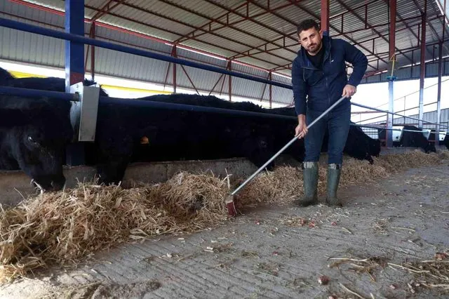 Ziraat Mühendisi Kariyerini Bırakıp Devlet Desteğiyle Angus Çiftliği Kurdu